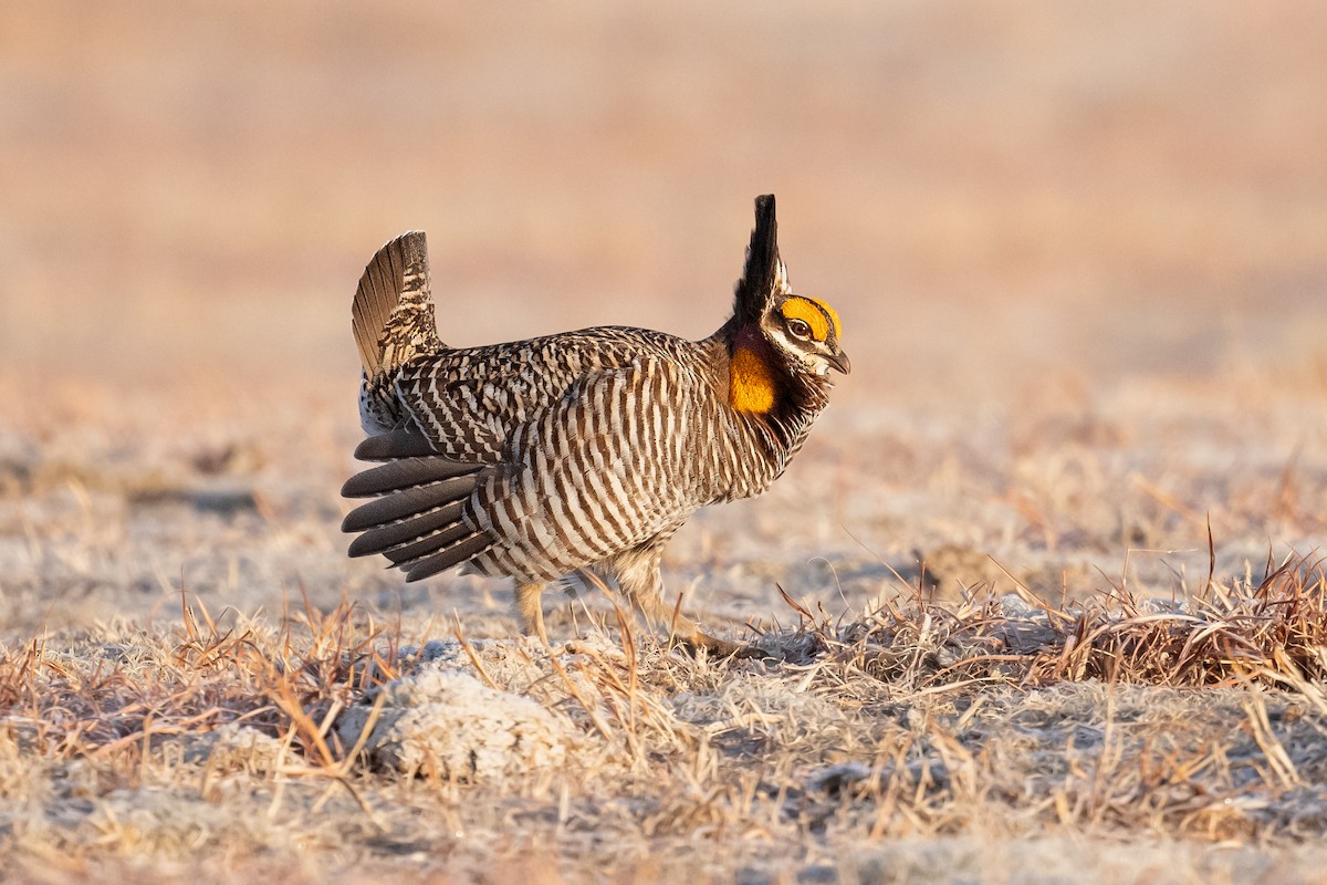 Greater Prairie-Chicken - ML622759019