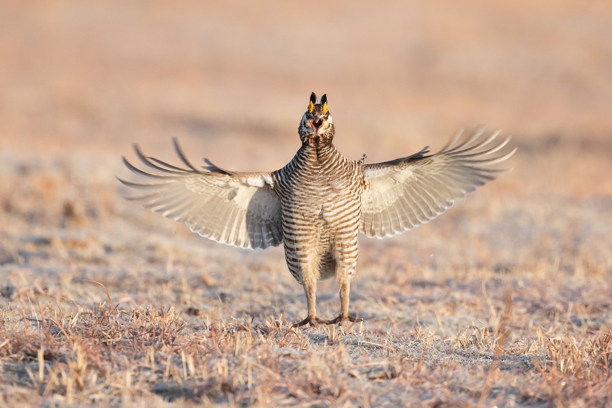 Greater Prairie-Chicken - ML622759022