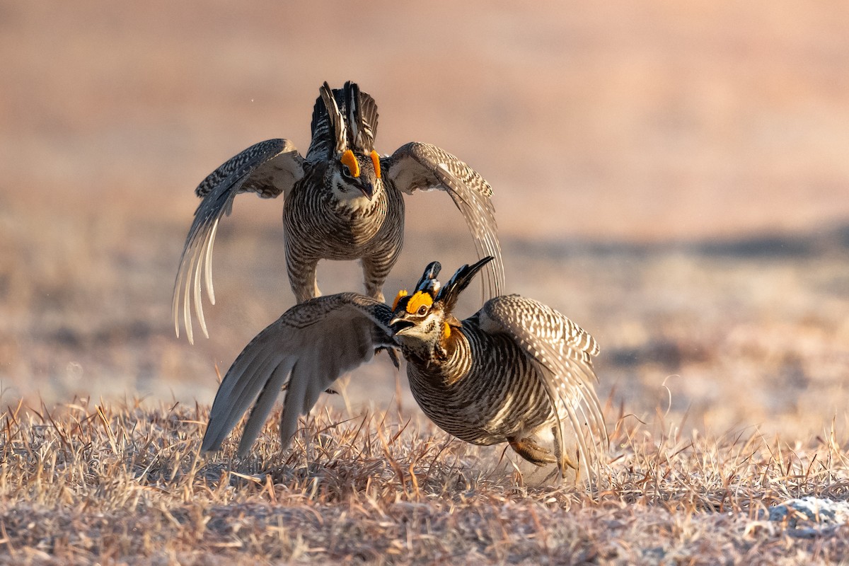 Greater Prairie-Chicken - ML622759023