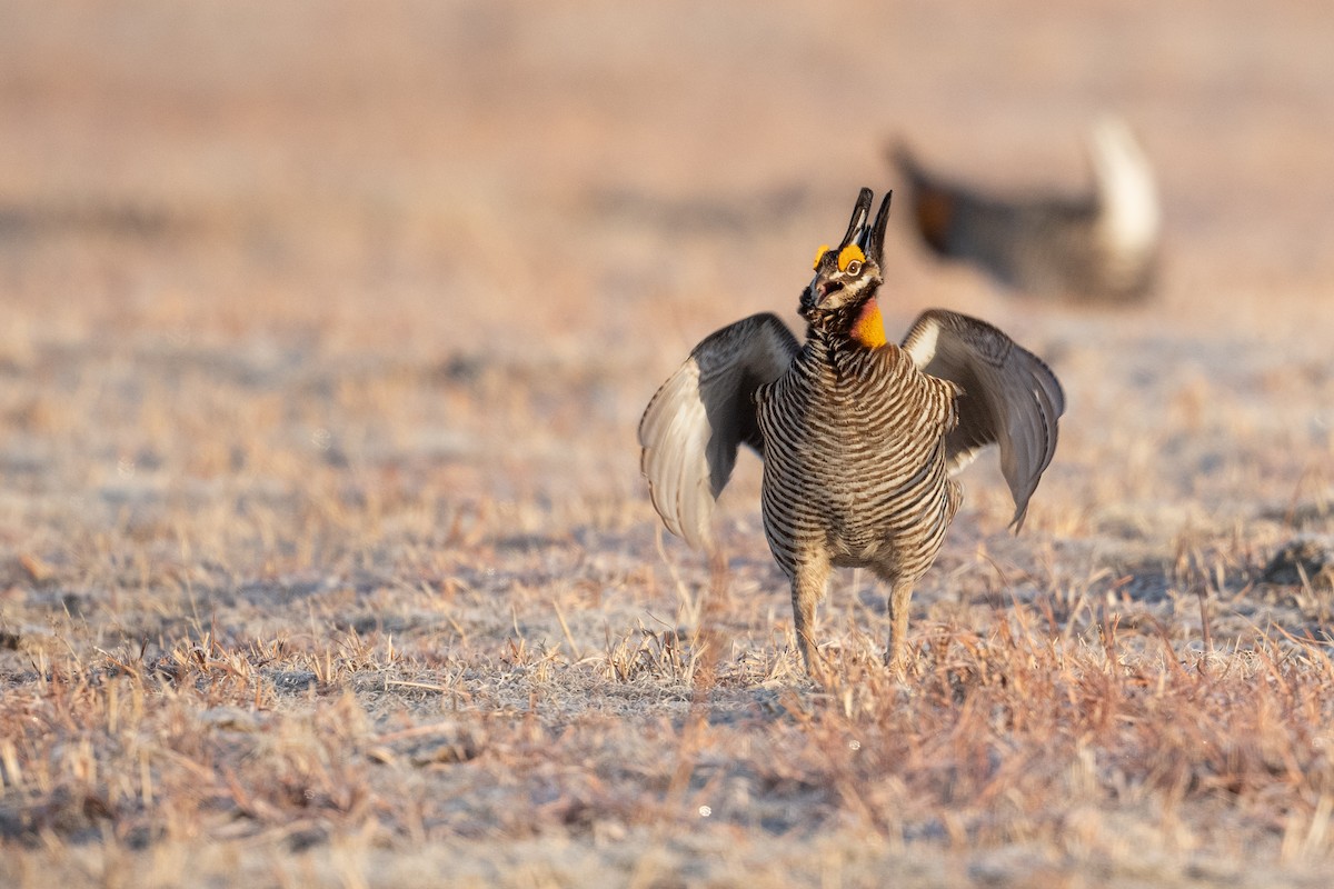 Greater Prairie-Chicken - ML622759024