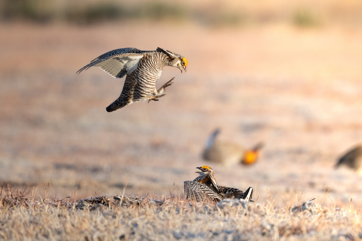 Greater Prairie-Chicken - ML622759027