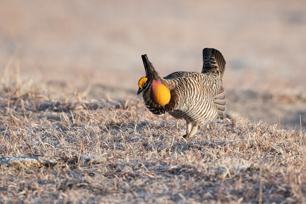 Greater Prairie-Chicken - ML622759028