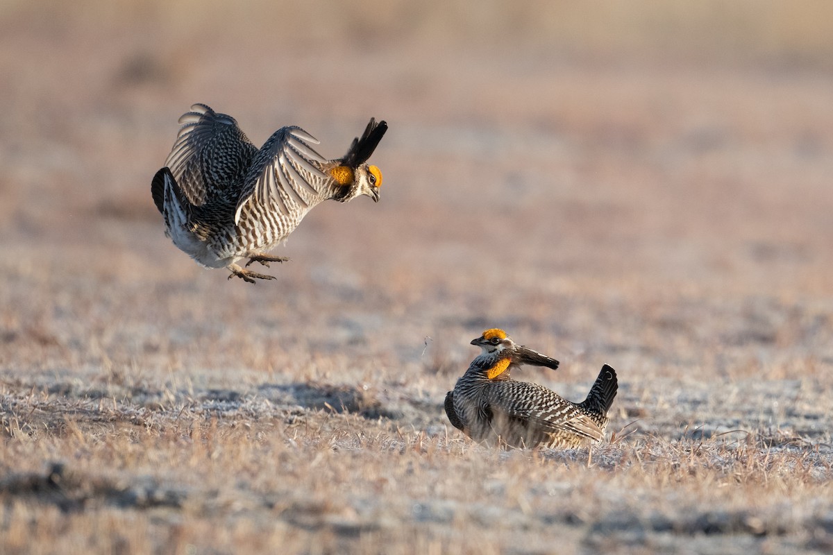 Greater Prairie-Chicken - ML622759029