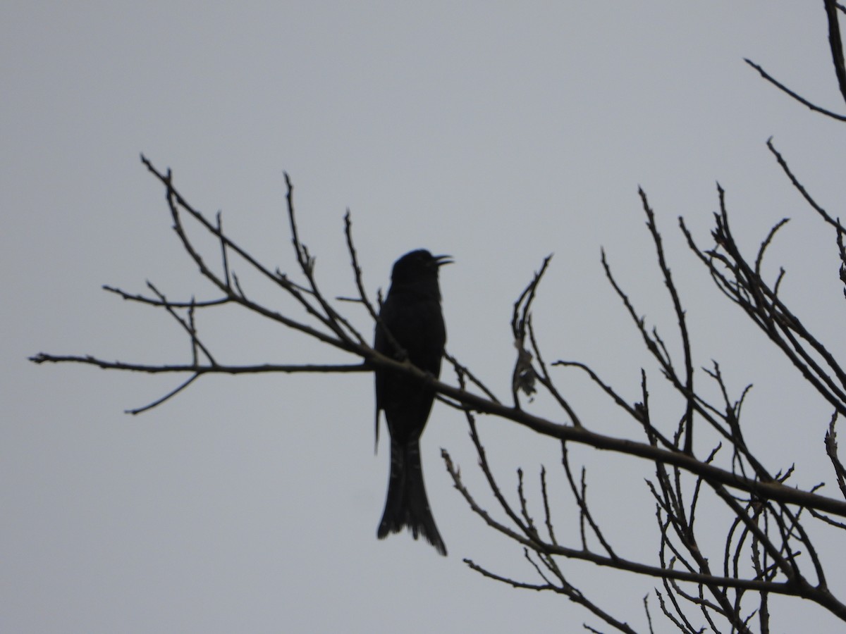 Fork-tailed Drongo-Cuckoo - ML622759067