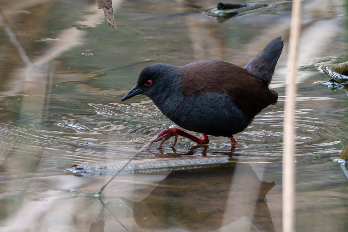 Spotless Crake - ML622759081