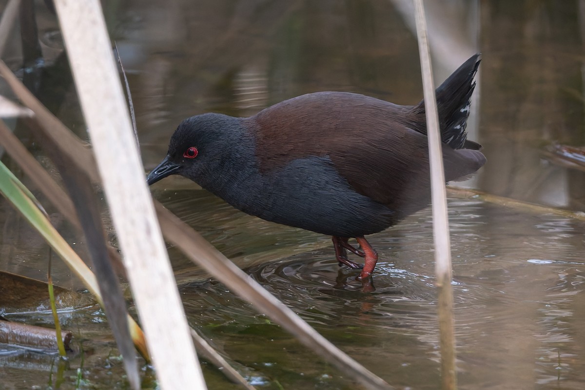 Spotless Crake - ML622759082