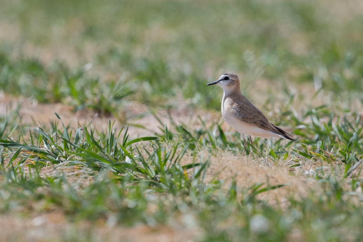 Mountain Plover - ML622759153