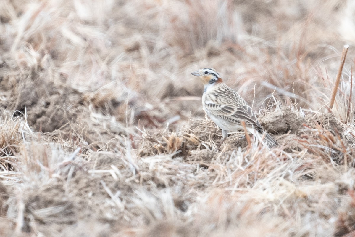 Chestnut-collared Longspur - ML622759154