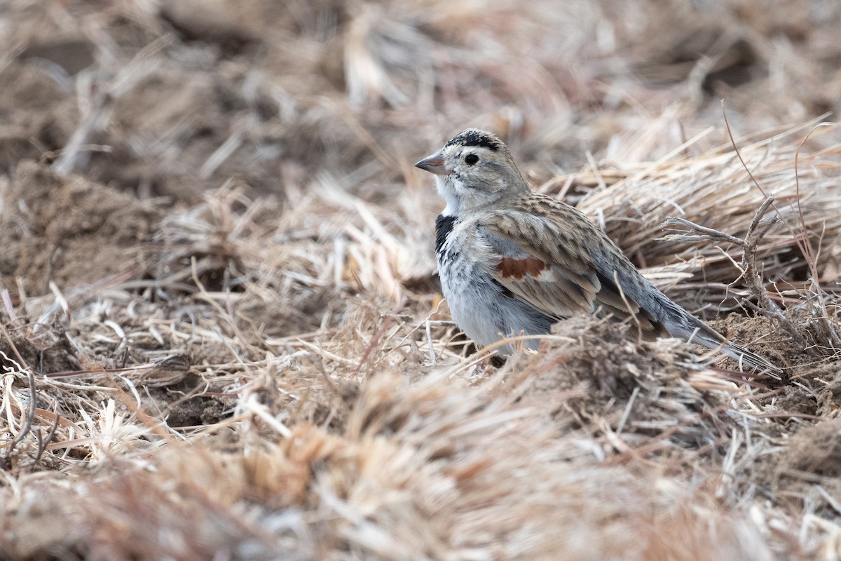 Thick-billed Longspur - ML622759160