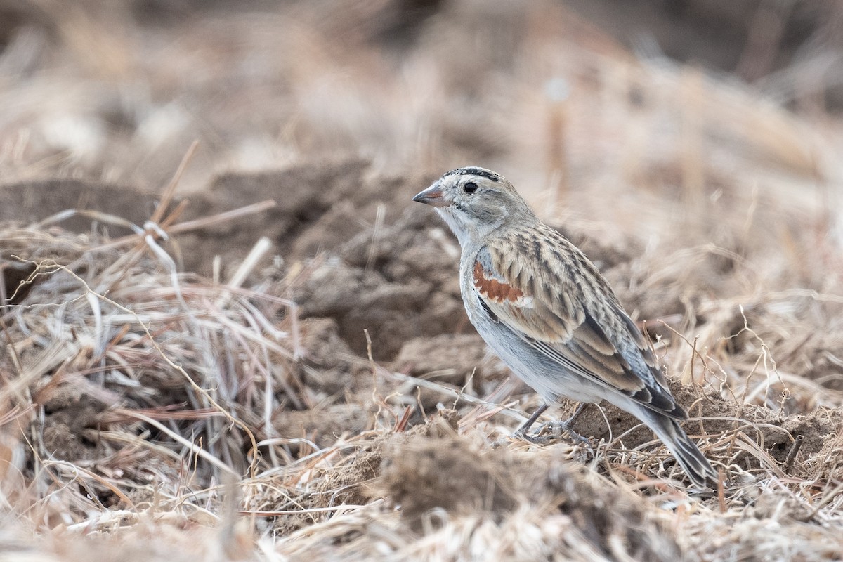 Thick-billed Longspur - ML622759161