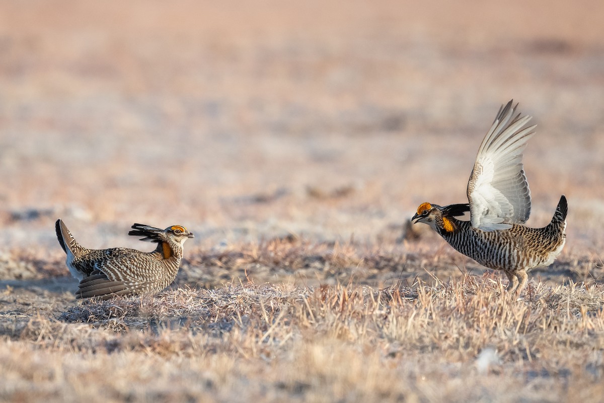 Greater Prairie-Chicken - ML622759204