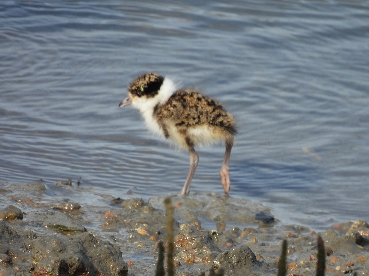 Masked Lapwing (Black-shouldered) - ML622759208