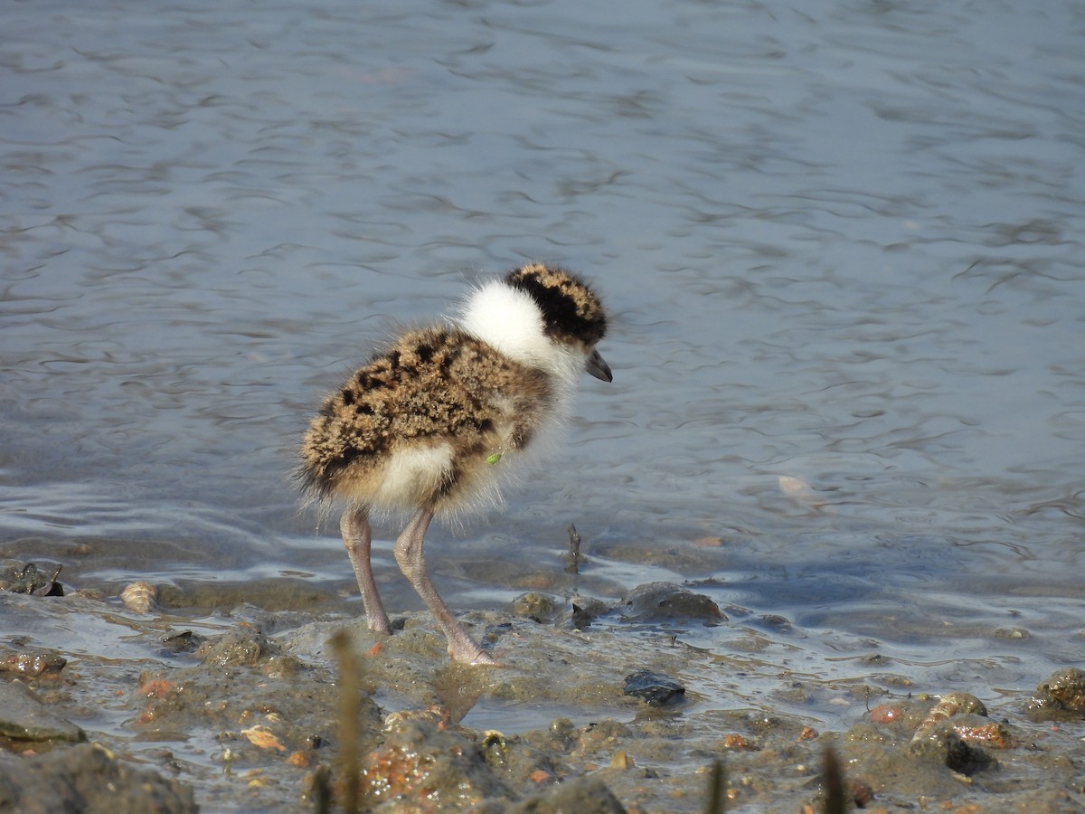 Masked Lapwing (Black-shouldered) - ML622759209