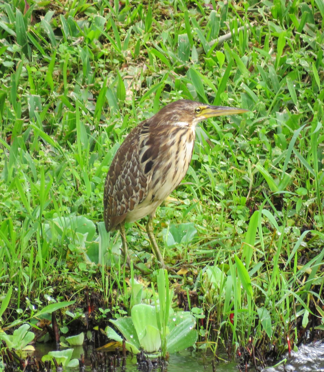 Cinnamon Bittern - ML622759217