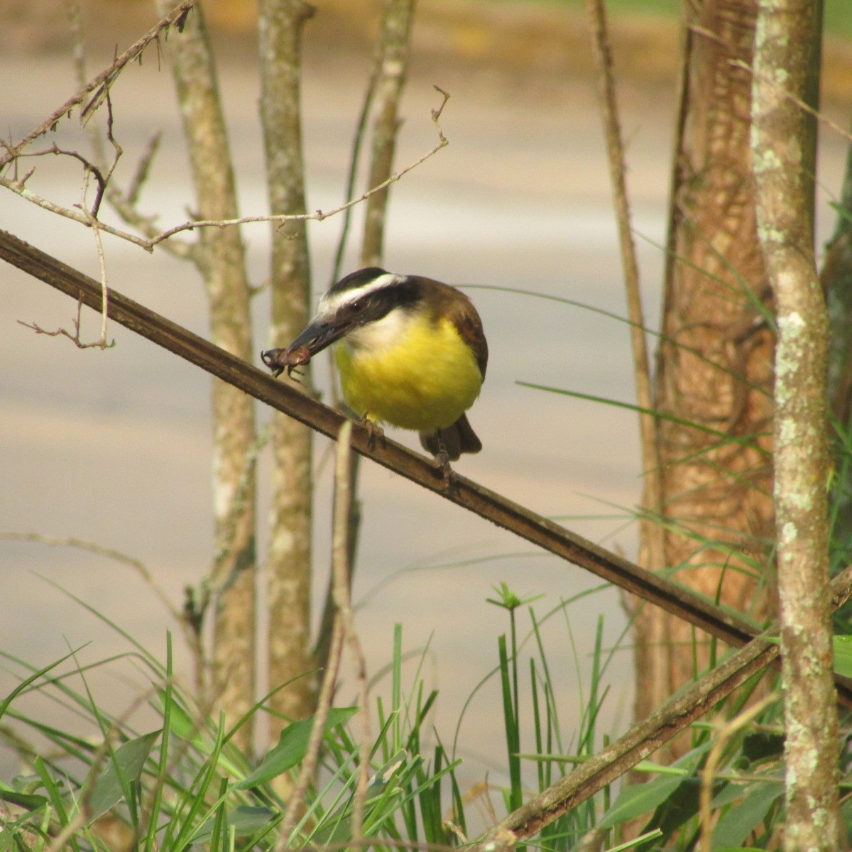 Great Kiskadee - Jose Rebolledo