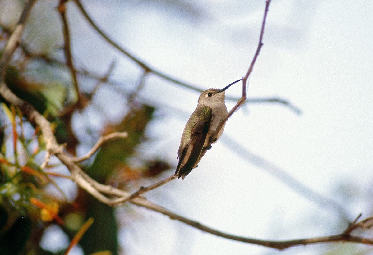 Colibrí de Tumbes - ML622759408