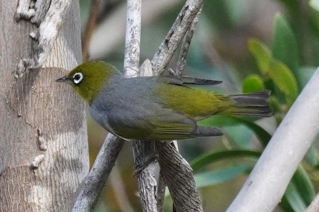 Silvereye - ML622759472