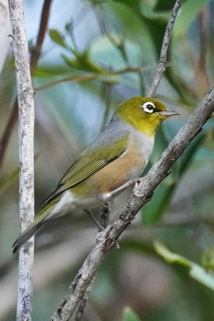 Silvereye - Ellany Whelan