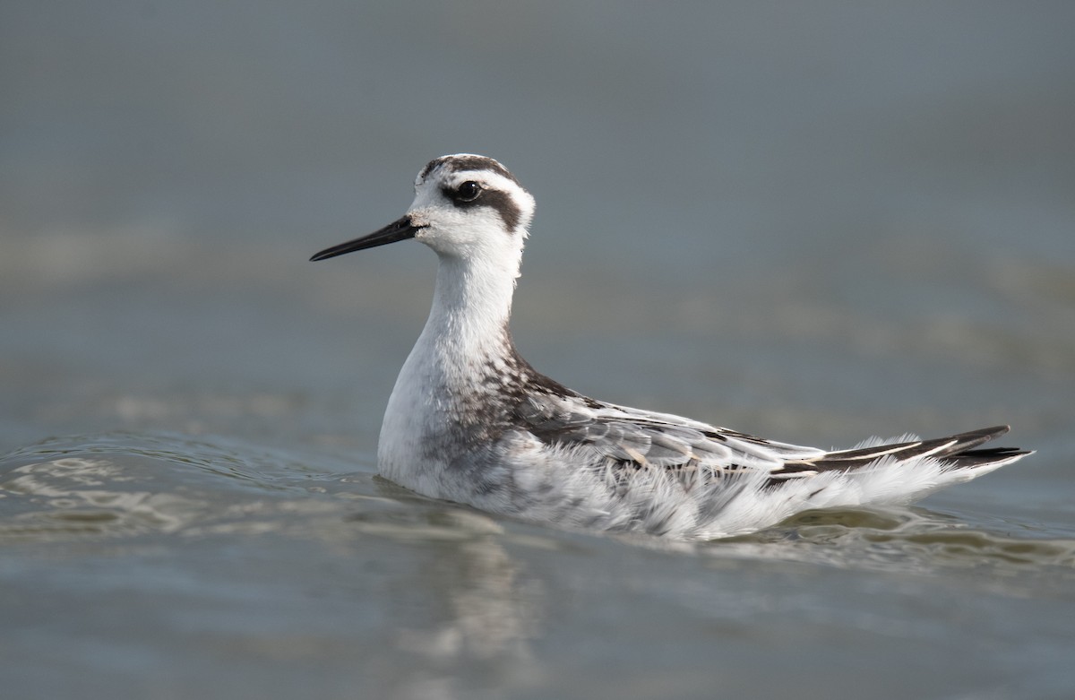 Red-necked Phalarope - ML622759524