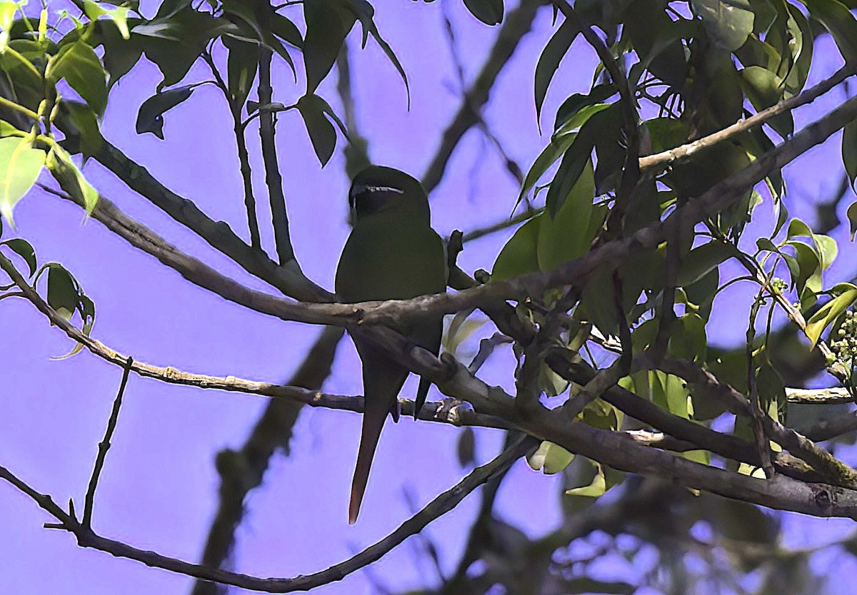 Plum-faced Lorikeet - ML622759545