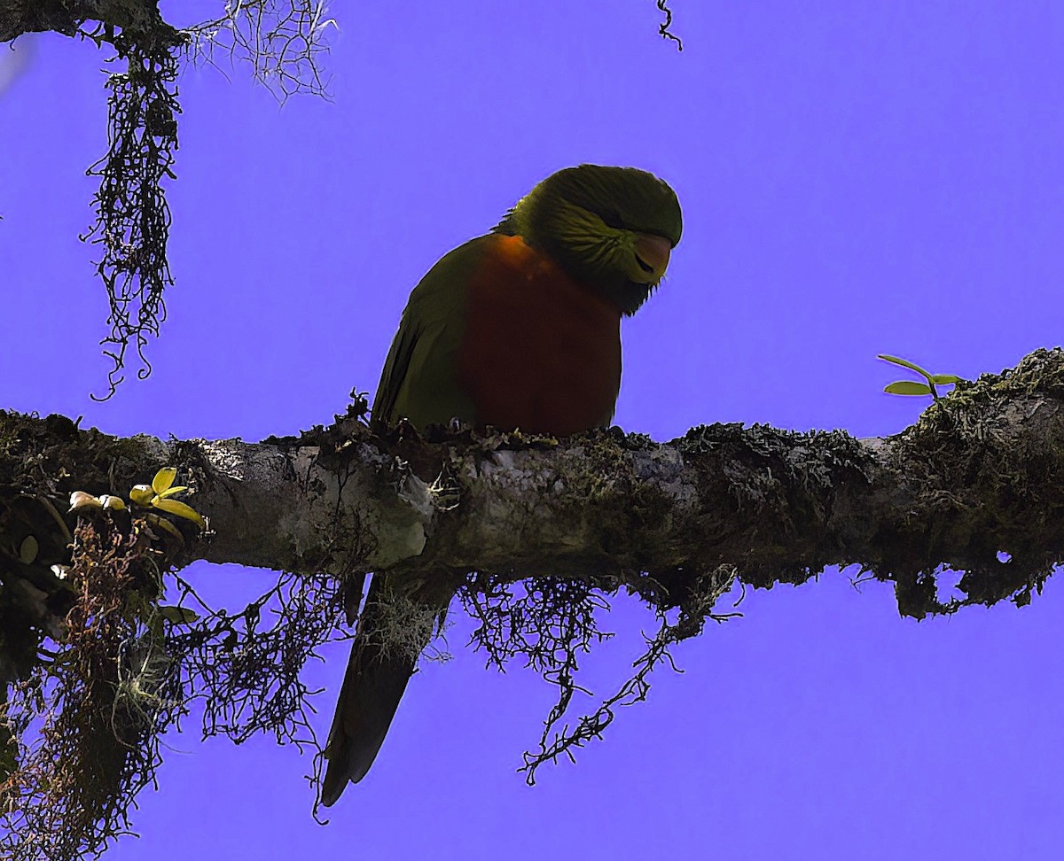 Orange-billed Lorikeet - ML622759591