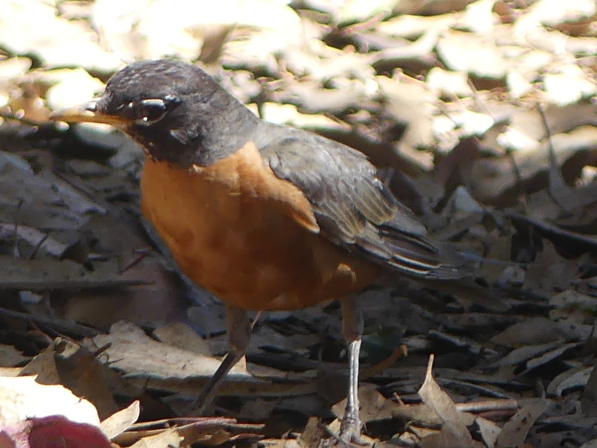 American Robin - ML622759621