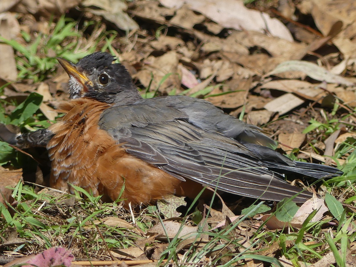 American Robin - ML622759622