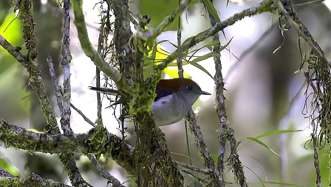 Garnet Robin - Mandy Talpas -Hawaii Bird Tours