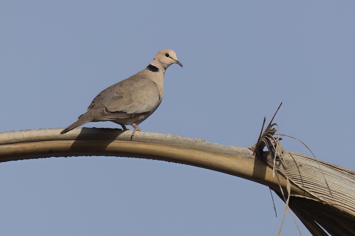 Vinaceous Dove - ML622759642