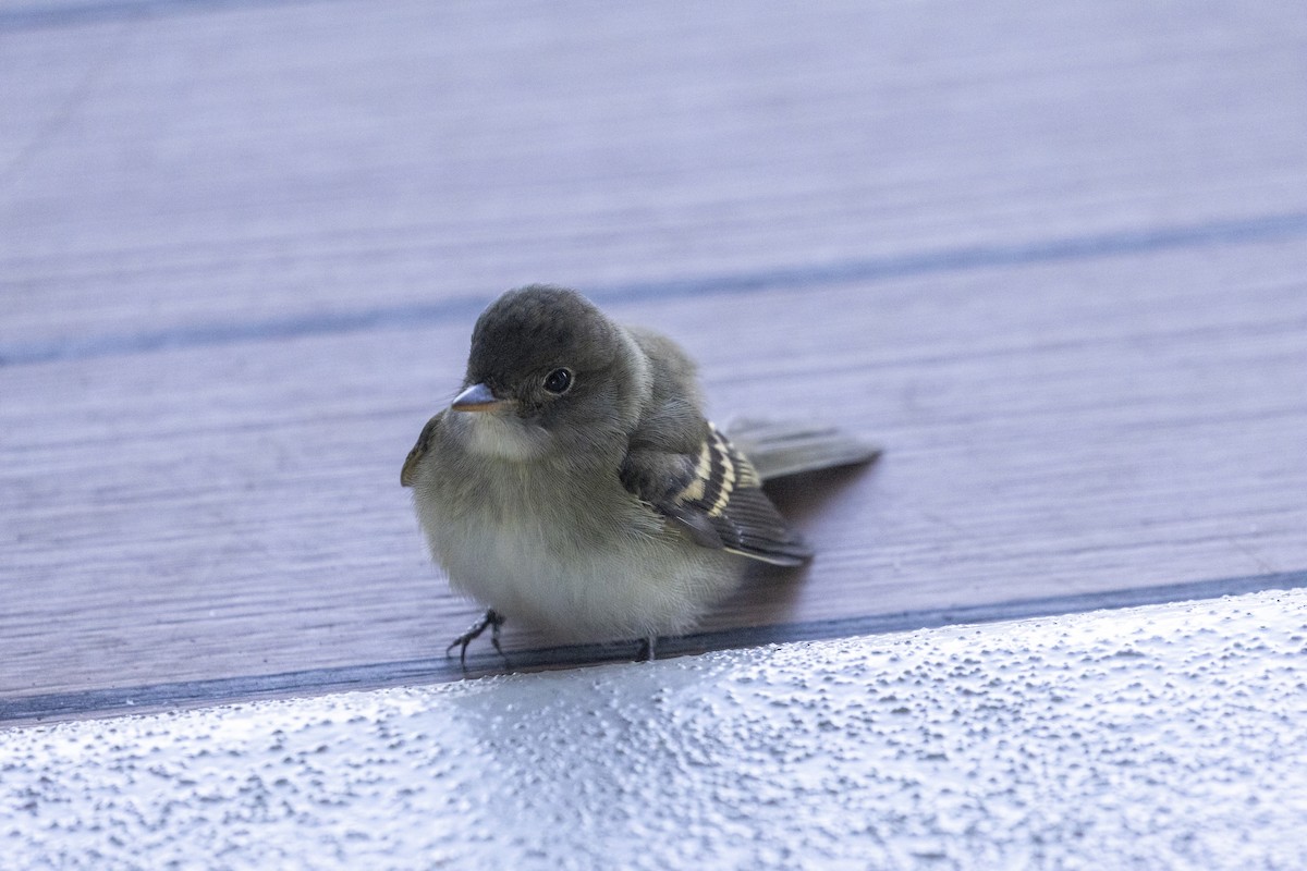 Alder Flycatcher - ML622759646