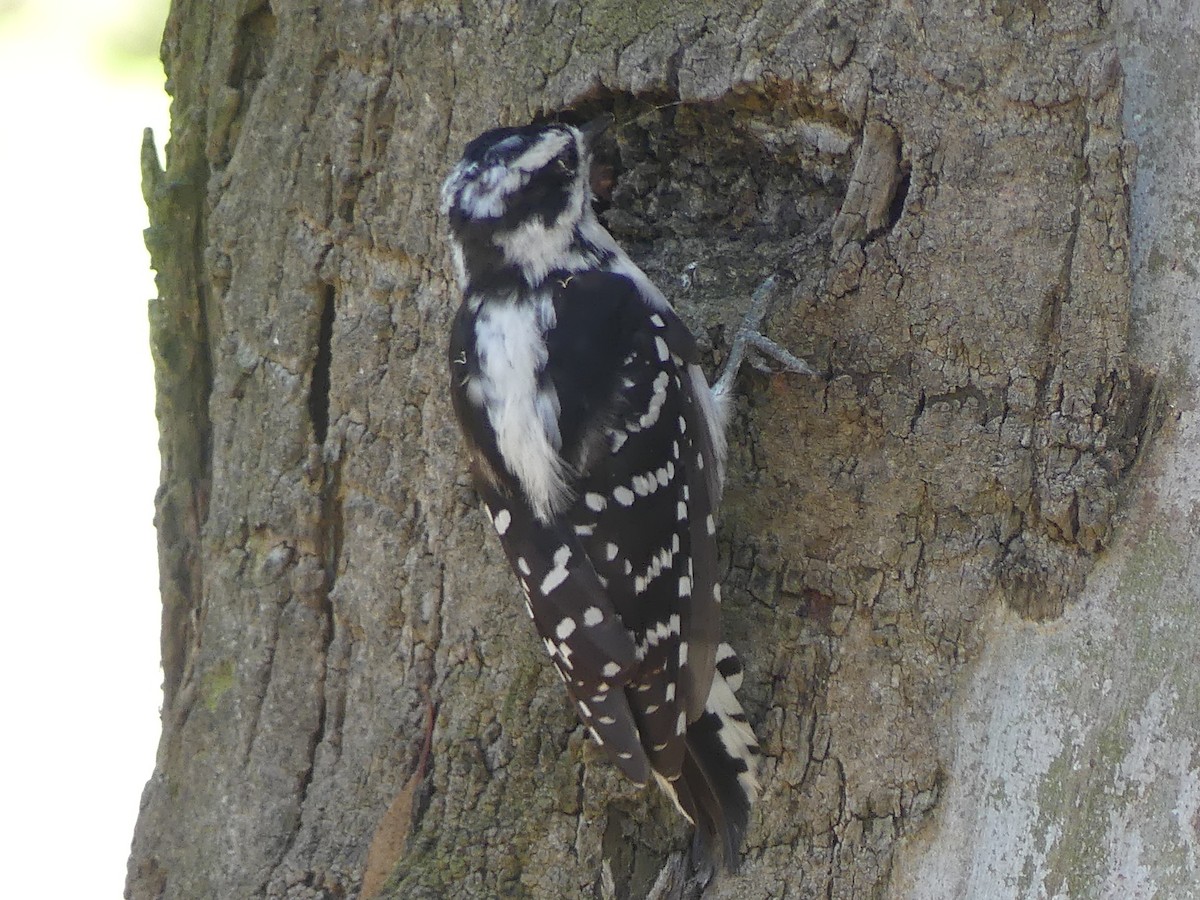 Downy Woodpecker - David Telles