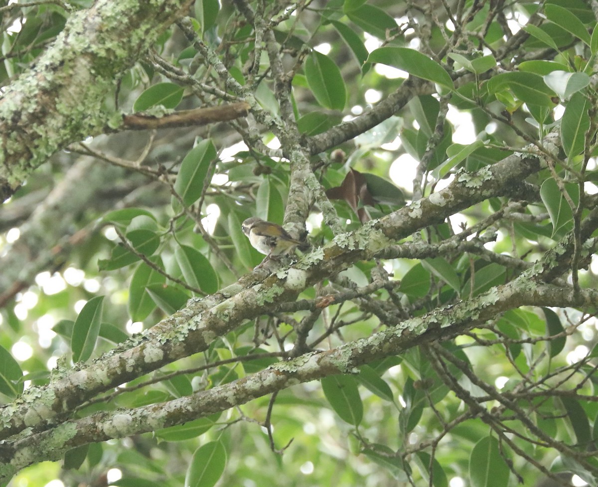 Pied Shrike-Babbler - ML622759656