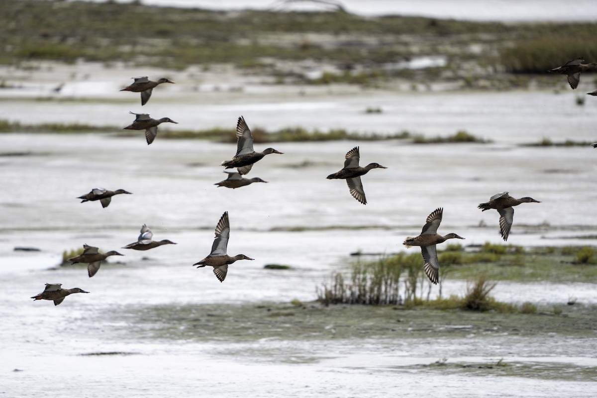 Northern Shoveler - Steven Hunter