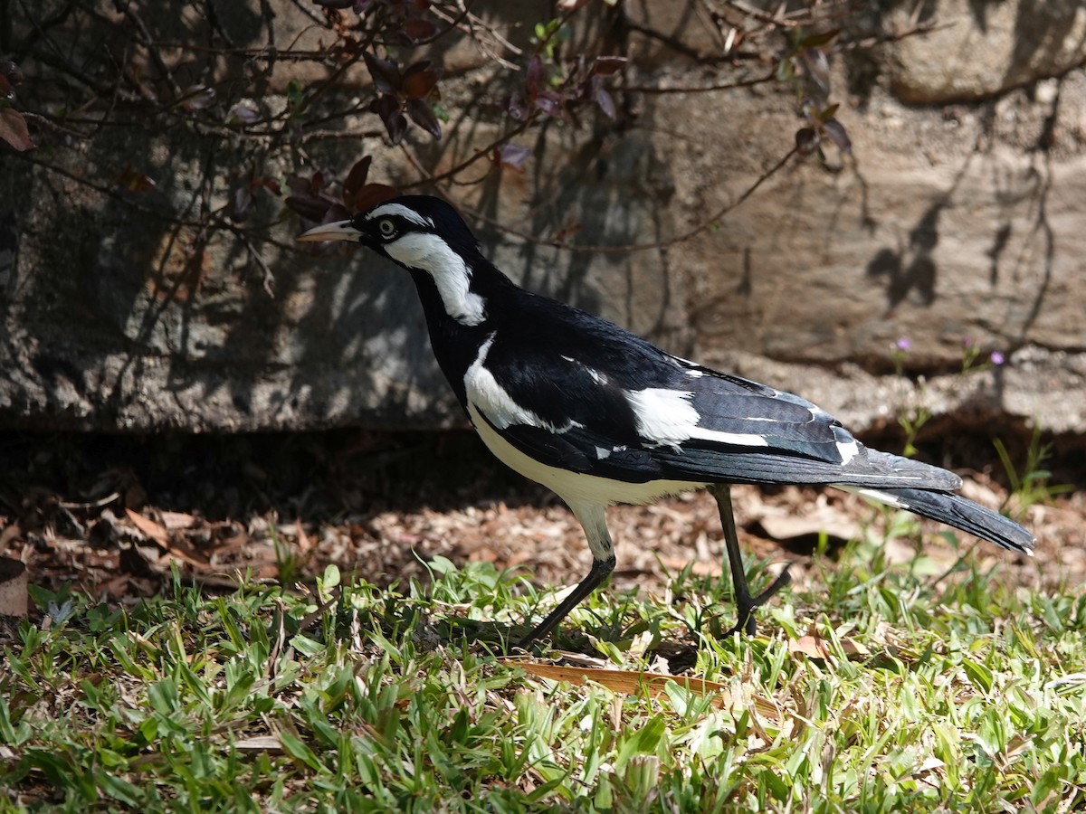 Magpie-lark - Peter Yendle