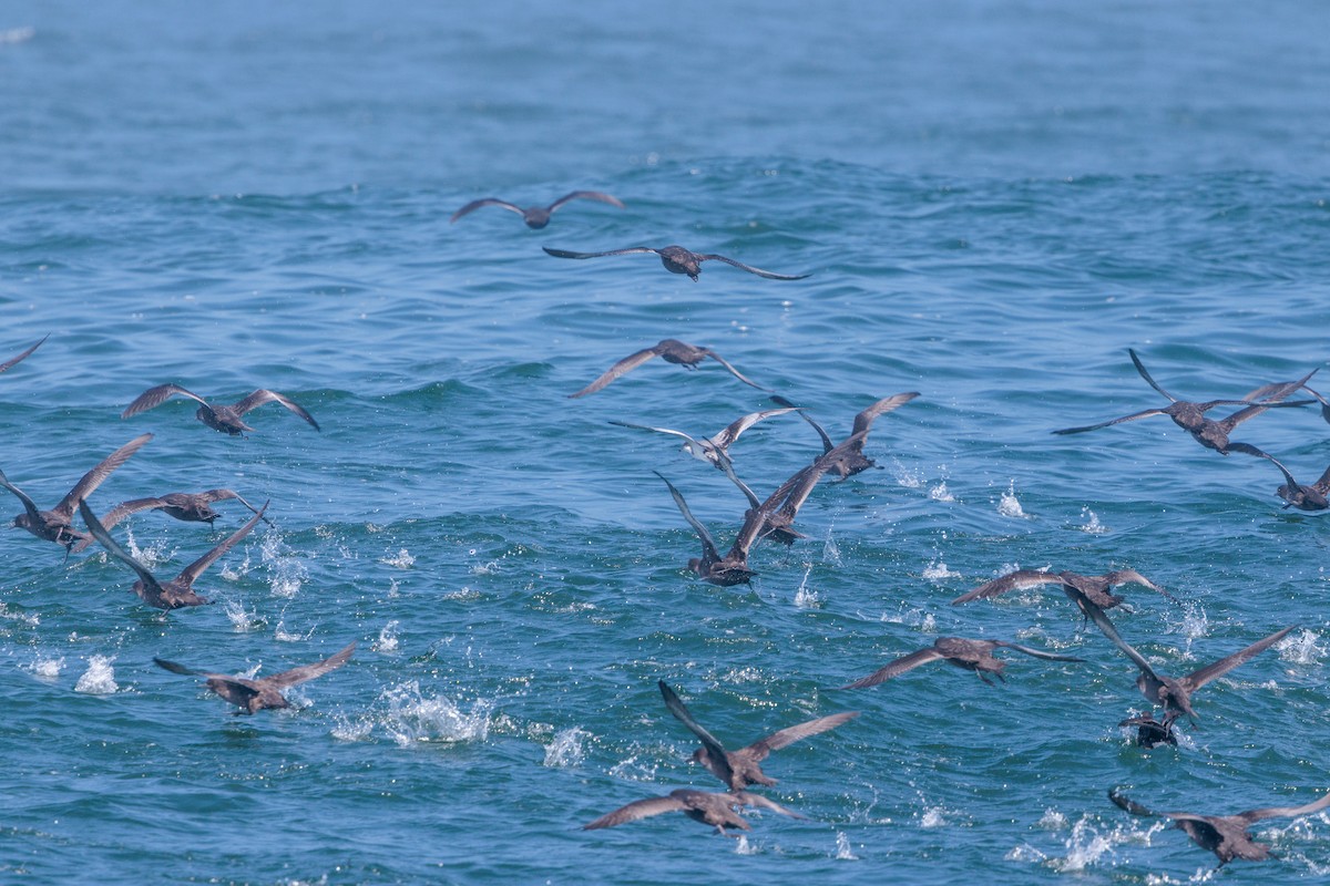 Buller's Shearwater - Eugene Scherba