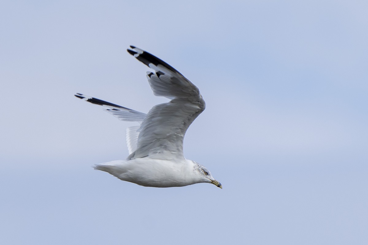 Ring-billed Gull - Steven Hunter