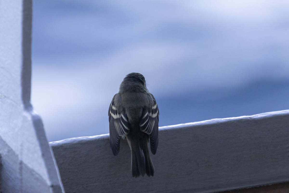 Alder Flycatcher - ML622759689