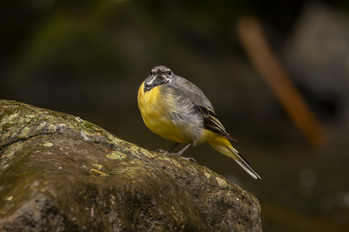 Gray Wagtail - Natalia Drabina