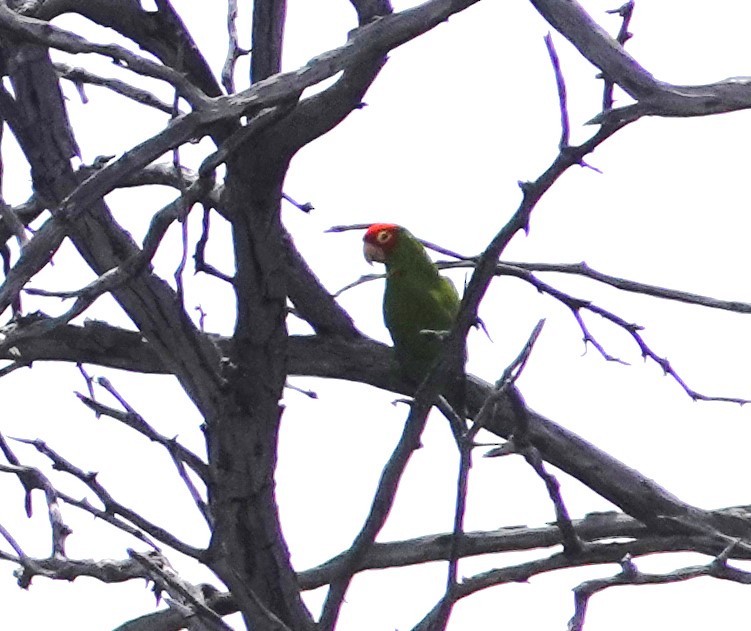 Red-masked Parakeet - Rene Laubach