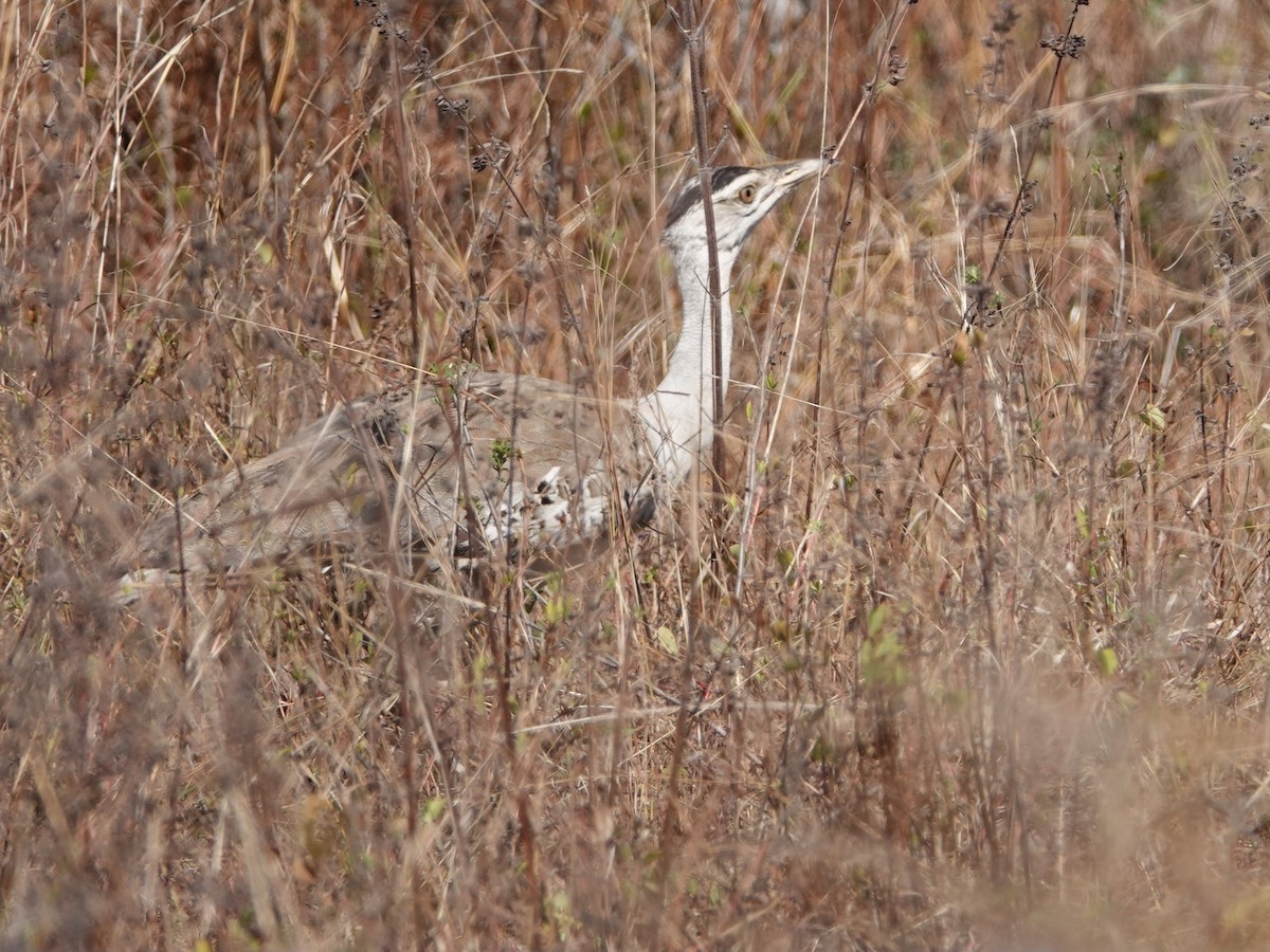 Australian Bustard - ML622759710