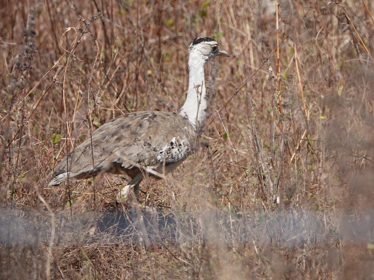 Australian Bustard - ML622759711