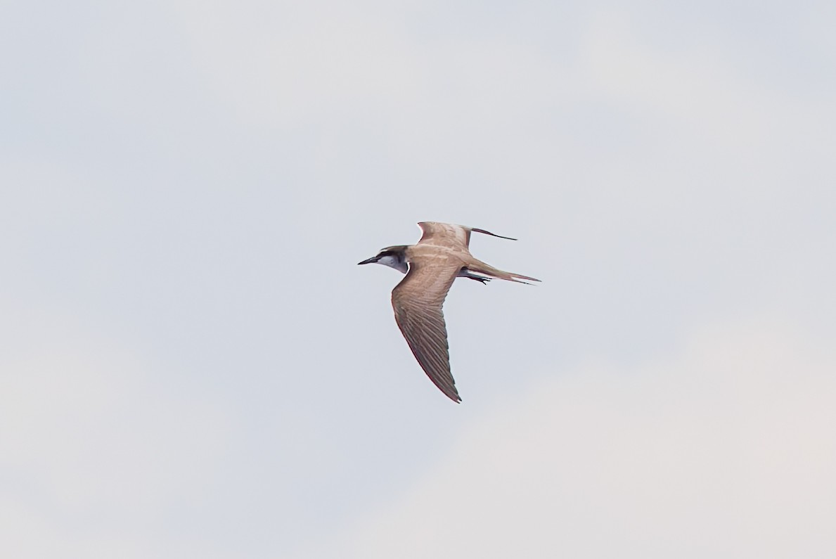 Sooty Tern - Phil Bartley