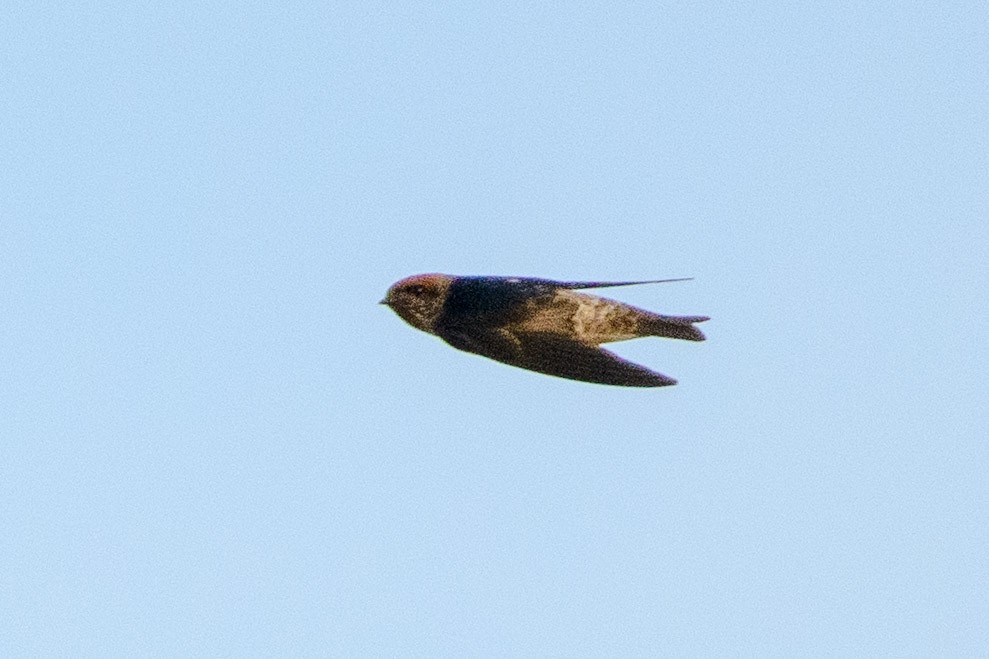 Streak-throated Swallow - ML622759802