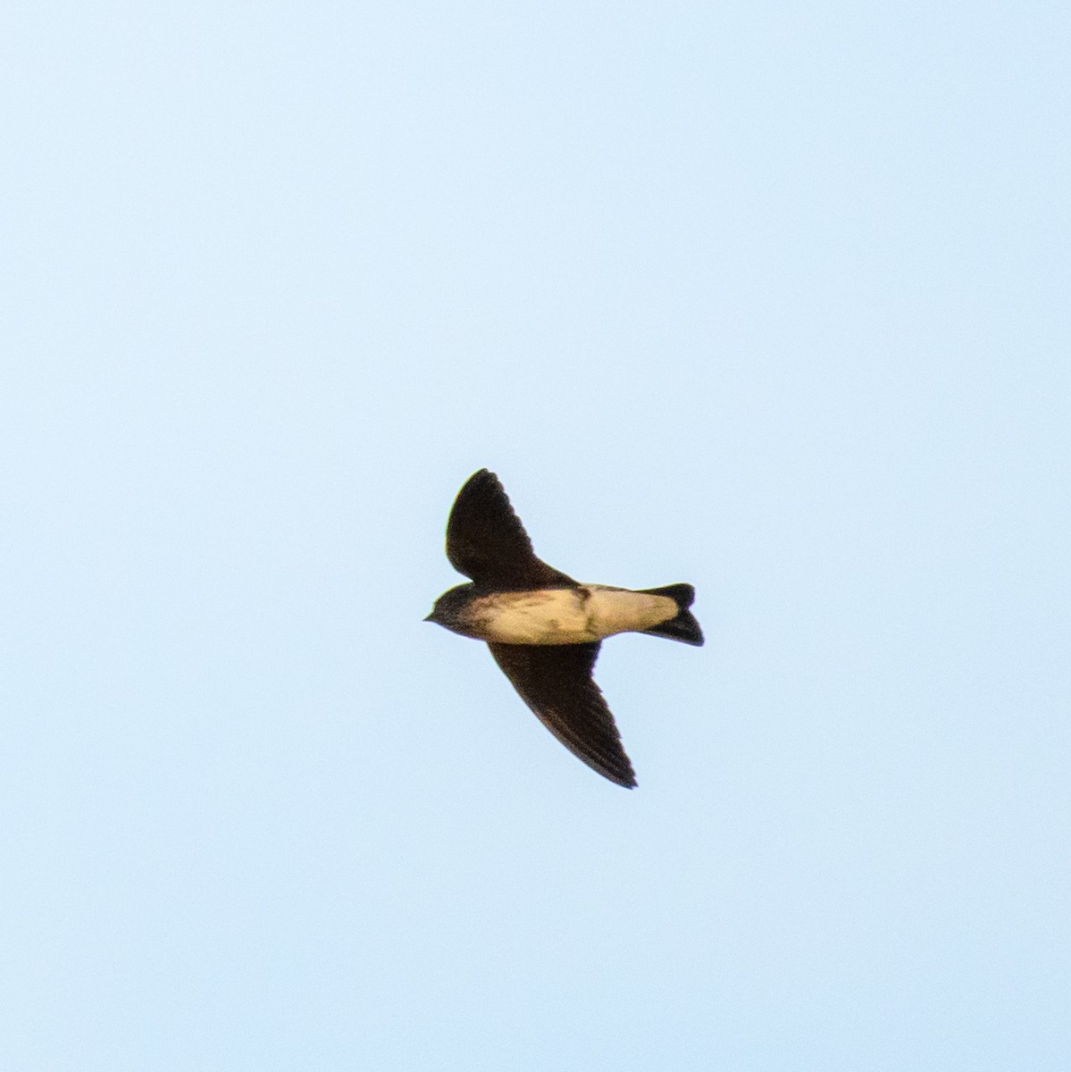 Streak-throated Swallow - ML622759803