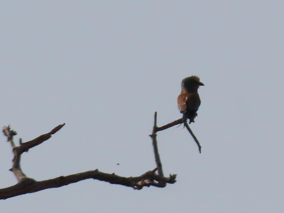 Lilac-breasted Roller - ML622759816