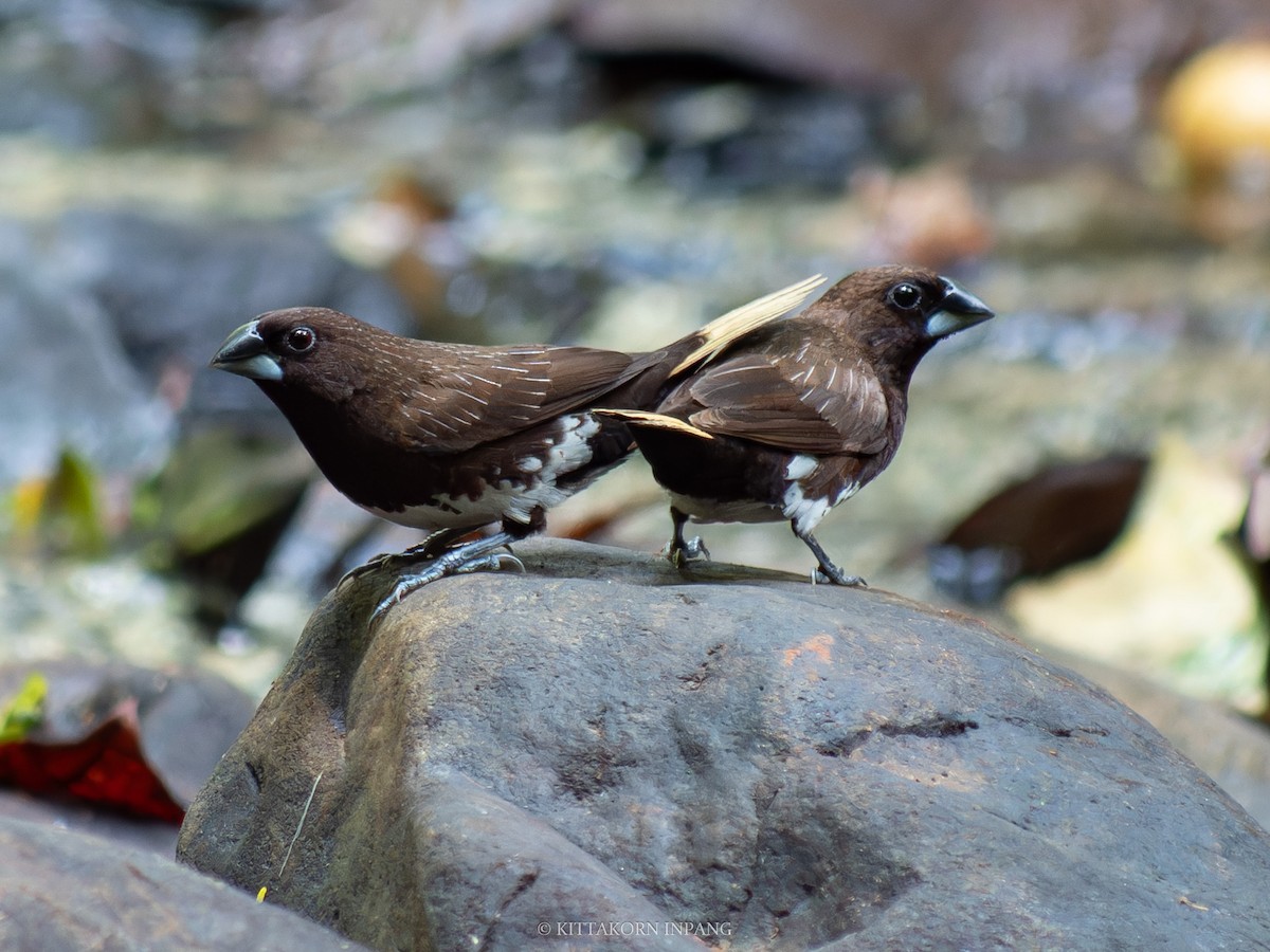 White-bellied Munia - ML622759817