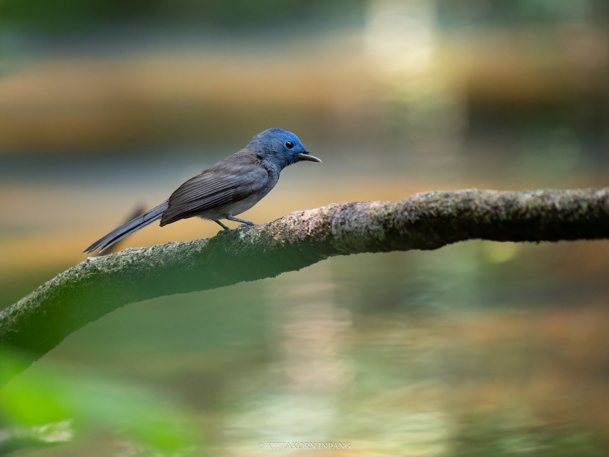 Black-naped Monarch - ML622759821