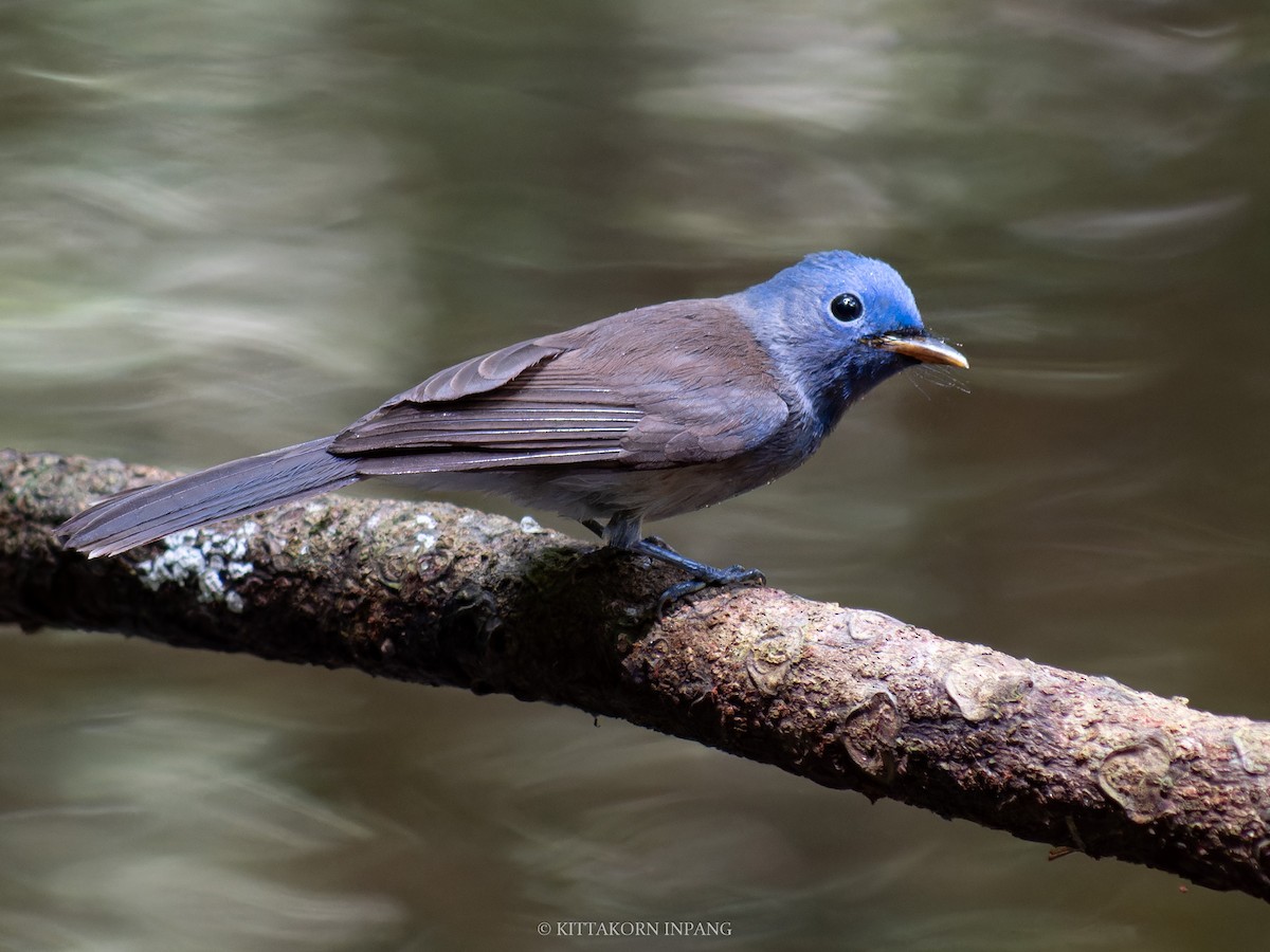 Black-naped Monarch - ML622759822