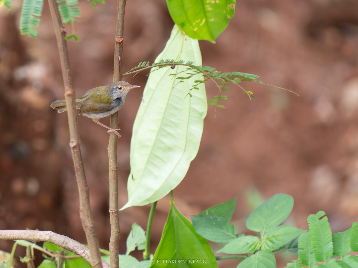 Dark-necked Tailorbird - ML622759834