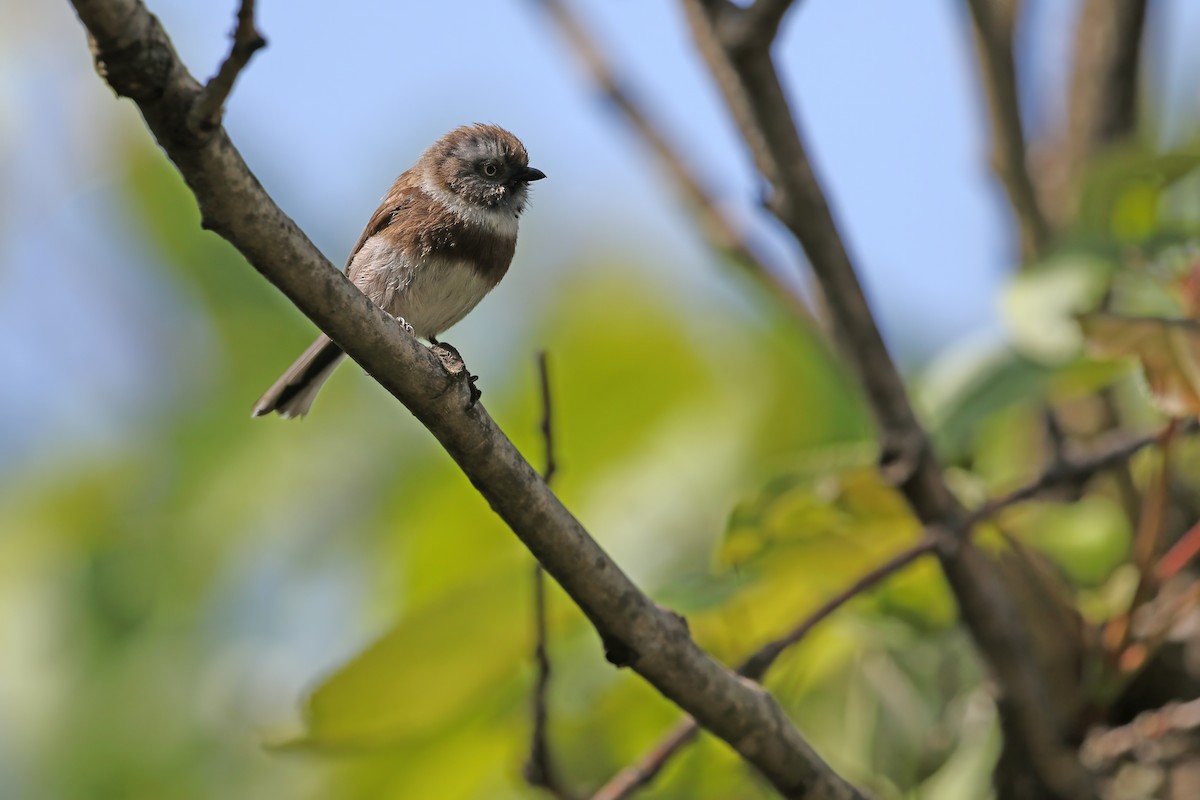 Sooty Tit - James Eaton